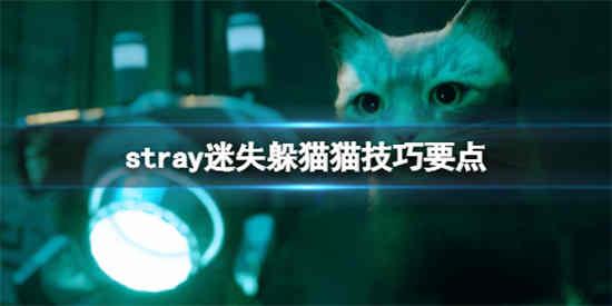 迷失stray躲猫猫怎么跳杯 迷失stray躲猫猫跳杯攻略